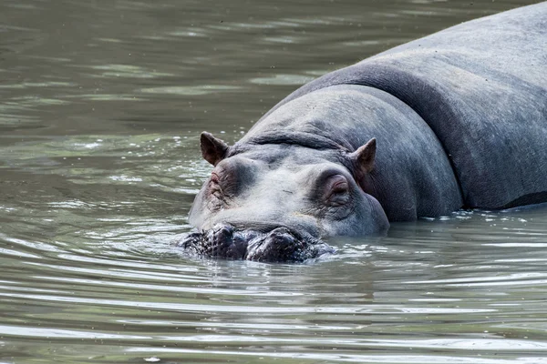 Hyppopotamus hippo close up portrait — Stock Photo, Image