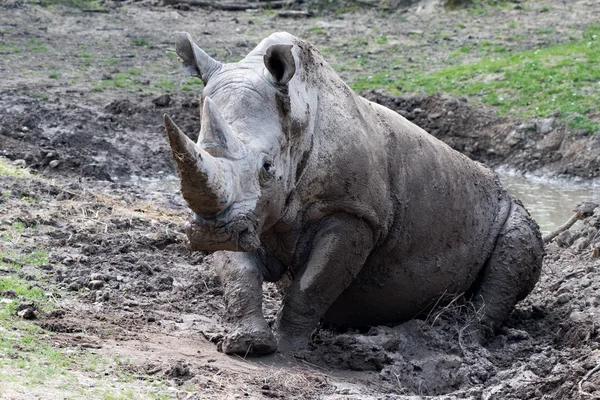 Portrait de rhinocéros blanc africain tout en se relaxant — Photo