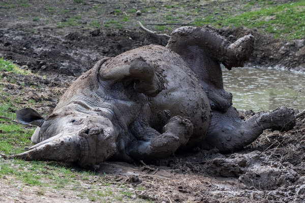 african white rhino portrait while relaxing
