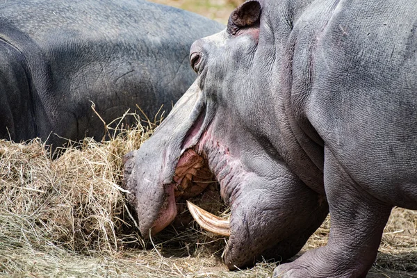 Hyppopotamus hippo close up portrait — Stock Photo, Image