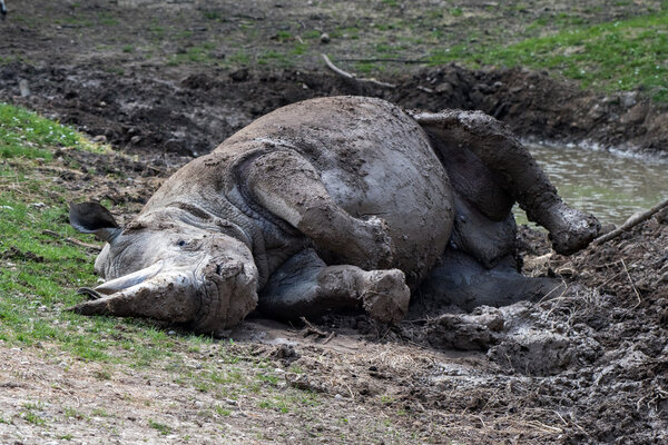 african white rhino portrait while relaxing