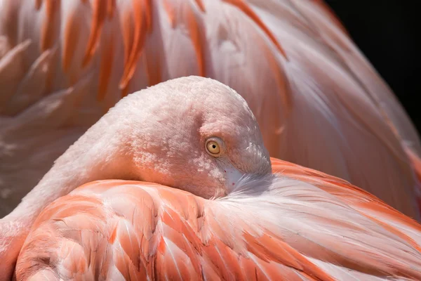 Rose flamant rose portrait rapproché — Photo