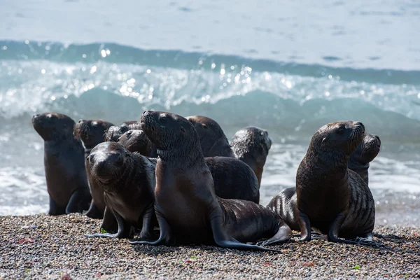 Bebê recém-nascido leão marinho na praia — Fotografia de Stock