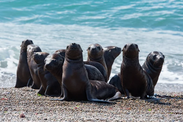 Neugeborenes Seelöwenbaby am Strand — Stockfoto