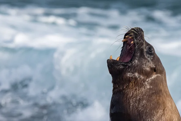 Roar de foca de leão marinho macho — Fotografia de Stock