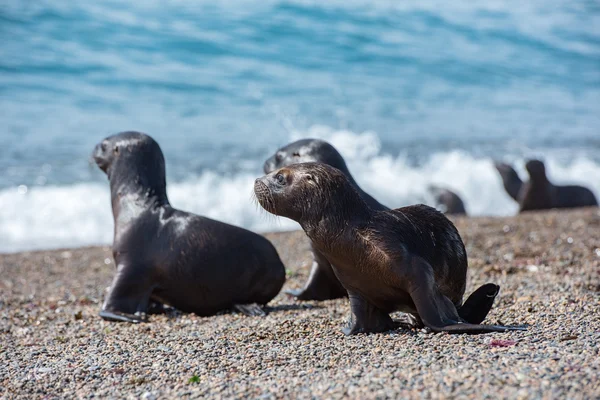 Bebé recién nacido lobo marino en la playa —  Fotos de Stock