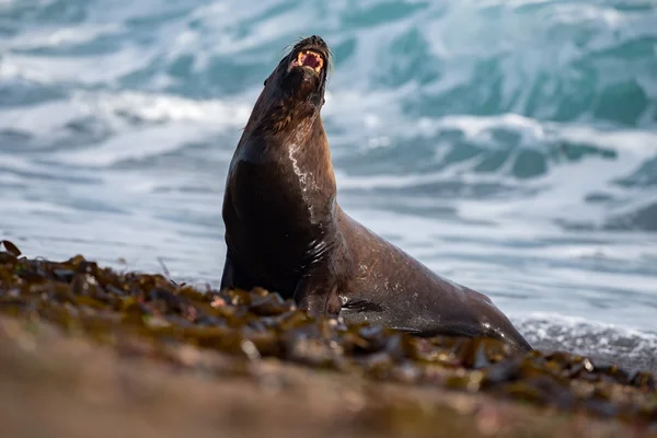 Roar de foca de leão marinho macho — Fotografia de Stock