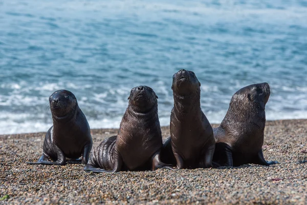 Neugeborenes Seelöwenbaby am Strand — Stockfoto