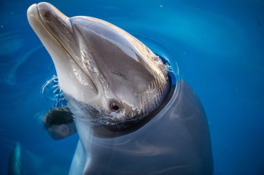 dolphing gülümseyen gözünü kapat portre kadar