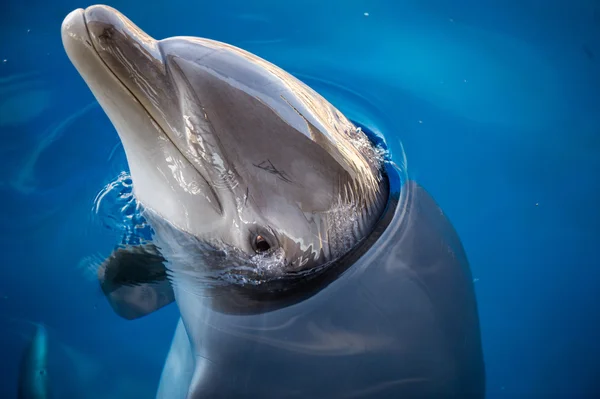 Dauphin souriant oeil de près portrait — Photo