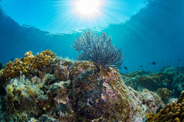 Buceo en arrecife de colores bajo el agua —  Fotos de Stock