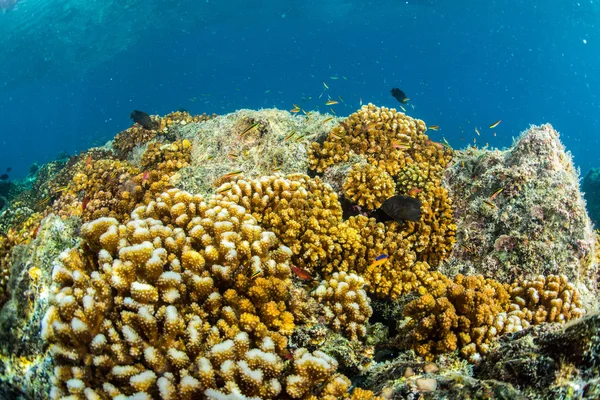 Занурення в барвистий риф під водою — стокове фото
