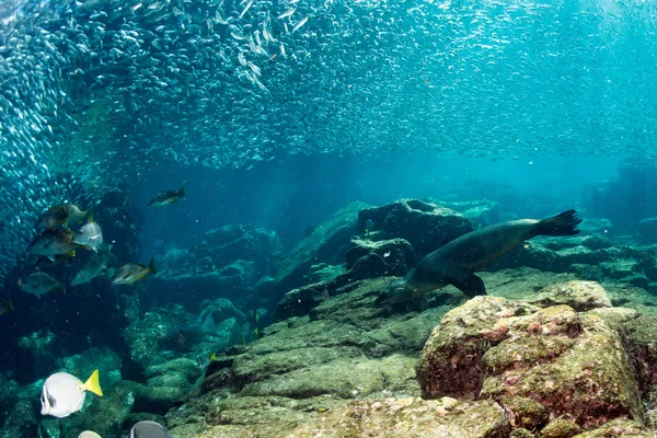 Uchatka uszczelnienia za gigantyczne Sardynka przynęty piłka podwodne — Zdjęcie stockowe