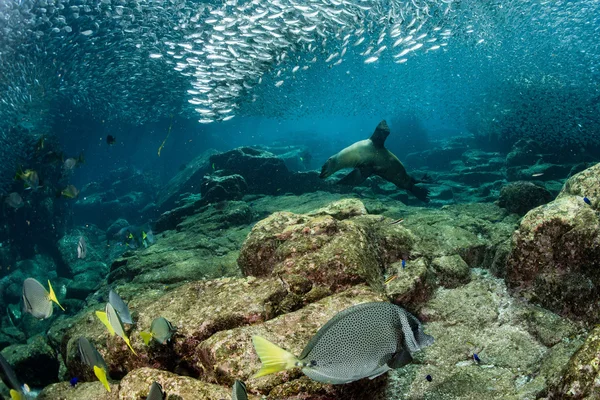 Otaries phoques derrière géant sardine appât boule sous l'eau — Photo