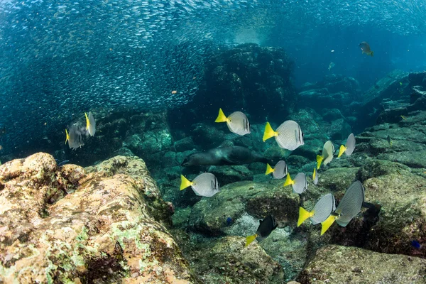 Sea lion Seals behind giant sardine bait ball underwater — Stock Photo, Image