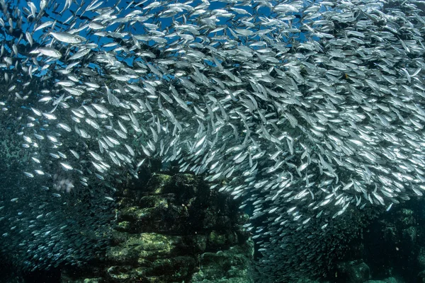 Escuela de sardina de peces bajo el agua — Foto de Stock