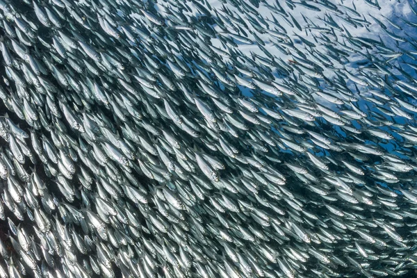 Сардинська школа риб під водою — стокове фото