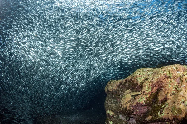 Sardinha escola de peixes subaquáticos — Fotografia de Stock