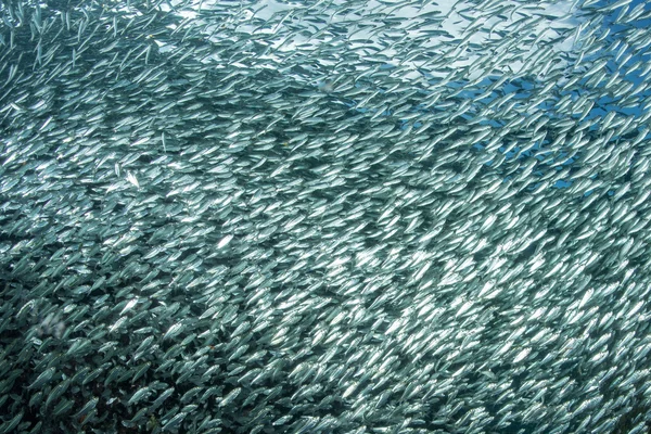 Szardínia iskola a halak a víz alatti — Stock Fotó