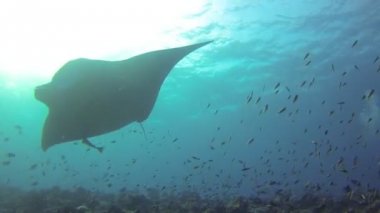 Köpekbalığı ve balık Maldivler