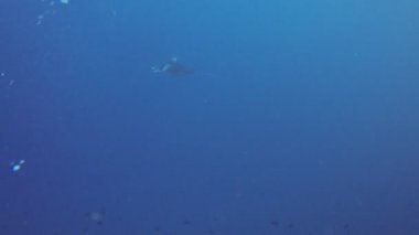 Köpekbalığı ve balık Maldivler