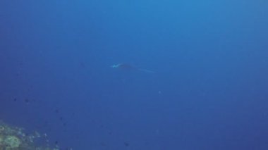 Köpekbalığı ve balık Maldivler