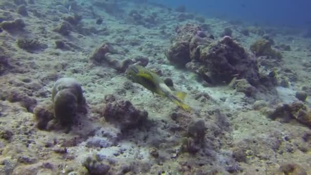 Squalo e pesce nelle maldive — Video Stock