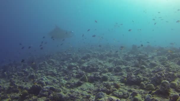 Squalo e pesce nelle maldive — Video Stock