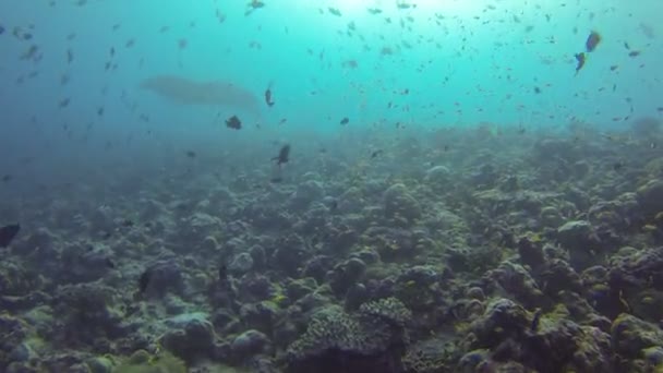 Акулы и рыба на Мальдивах — стоковое видео
