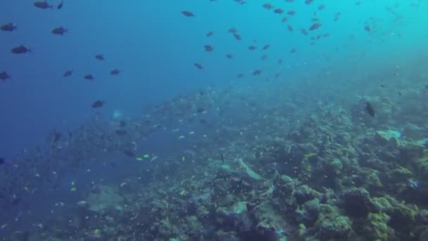 Tiburón y pescado en las maldivas — Vídeo de stock