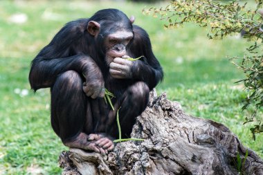 Ape chimpanzee monkey while resting clipart