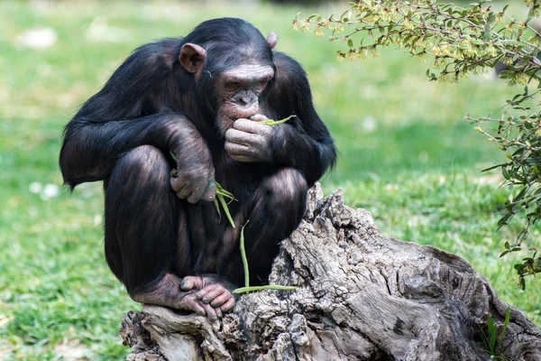 Macaco chimpanzé-macaco enquanto descansa — Fotografia de Stock