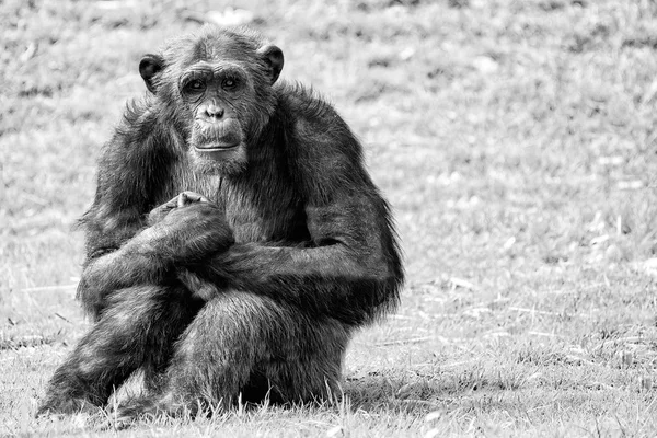Menschenaffe Schimpansenaffe in S & W — Stockfoto
