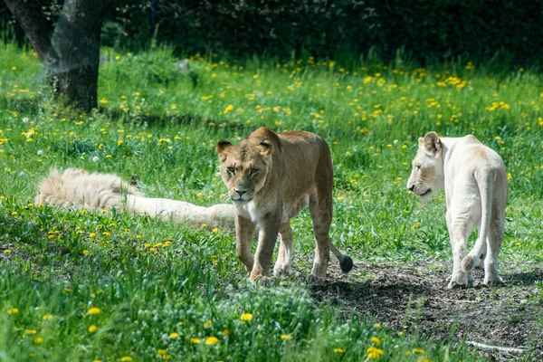 Löwenmännchen und -weibchen beim Entspannen — Stockfoto