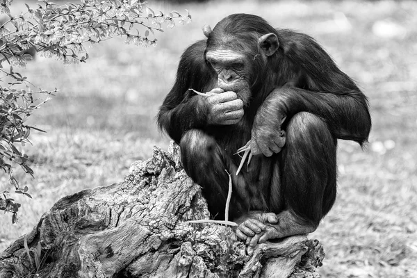 Ape chimpanzee monkey in b&w — Stock Photo, Image