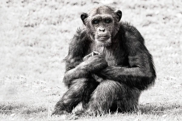 Mavi gözlü şempanze maymun b&w — Stok fotoğraf