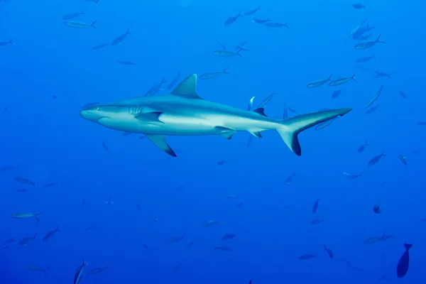 Szürke cápa készen áll a támadásra víz alatti — Stock Fotó