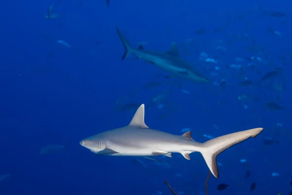 Requin gris prêt à attaquer sous l'eau — Photo