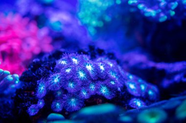 gece dalış ışık üzerinde sert mercan makro