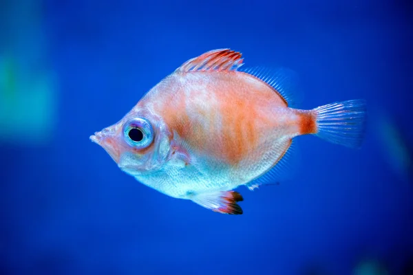 Diving in colorful reef underwater — Stock Photo, Image