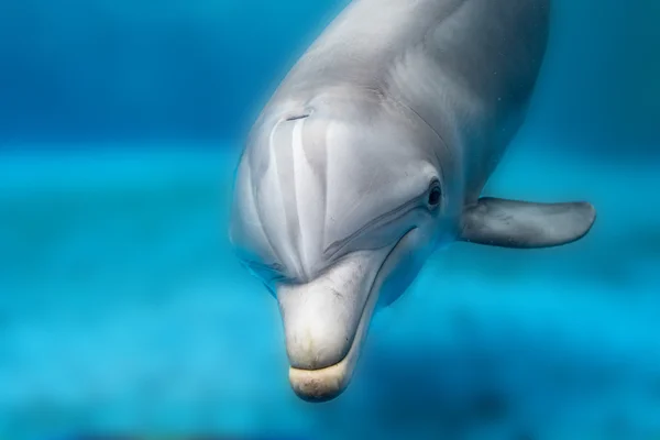 Dolphin usmívající se oko zblízka portrétní — Stock fotografie