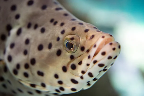 Svart spotted vit färgglada grouper — Stockfoto