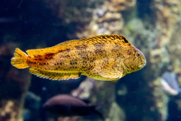 Akdeniz renkli blenny balık suyun altında