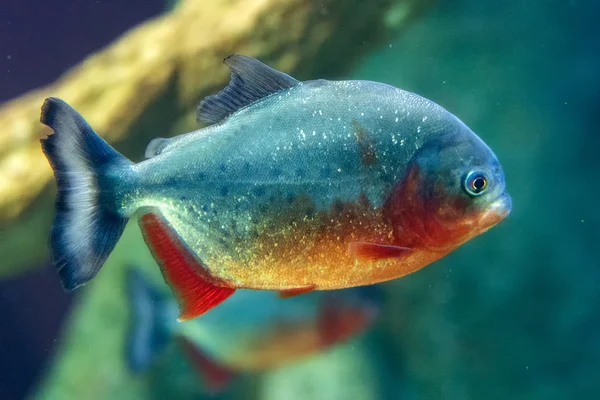 Peces piraña de cerca bajo el agua — Foto de Stock