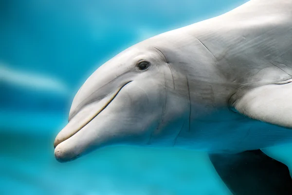 Дельфин улыбающийся глаз закрыть портрет — стоковое фото