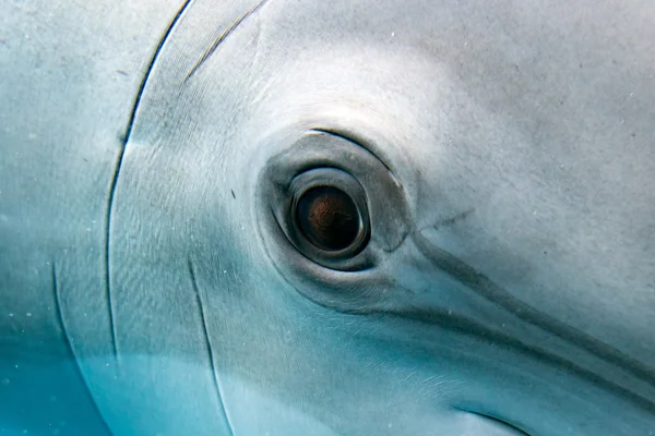 Dolphin usmívající se oko zblízka portrétní — Stock fotografie