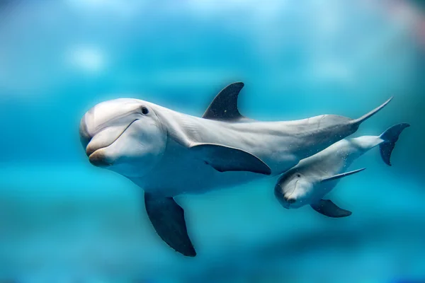 Delfín madre y pantorrilla bajo el agua mirándote — Foto de Stock