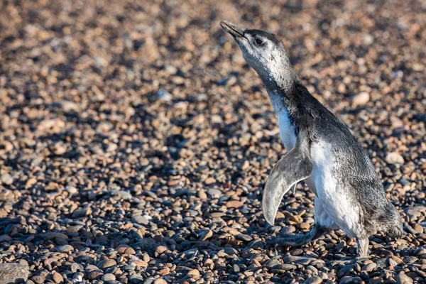 Bebek Patagonya penguen kapatmak dikey — Stok fotoğraf