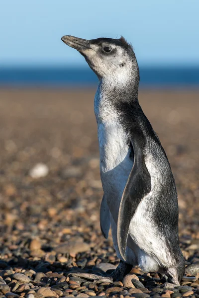 Bambino Patagonia pinguino ritratto da vicino — Foto Stock