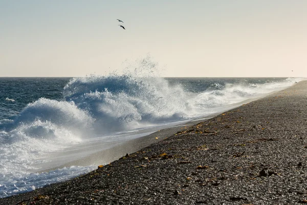 Windy patagonia beach with penguins — Stock Photo, Image